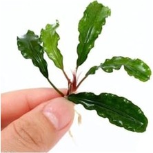 Teknocan Bucephalandra Green Way Saksı Canlı Bitki
