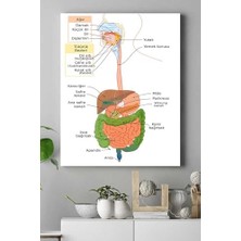 Teknocan (PSTER15383) Sindirim Sistemi Eğitim Kanvas Tablo 30 x 40