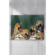 Teknocan (PSTER6033) Gülen Leoparlar Eğlenceli Mizahi Poster (70X100CM)