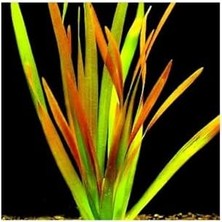 Teknocan Vallisneria Rubra Canlı Bitki