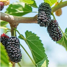 Cekar Store Tüplü Yüksek Verimli Aromatik Yediveren Avustralya Dut Fidanı