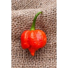 Cekar Store Dünyanın En Acısı Trinidad Scorpion Biber Tohumu / 20 Adet Tohum