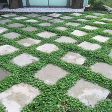 Cekar Store Dona Dayanıklı Dichondra Repens Fare Kulağı TOHUMU(1000 Gram)