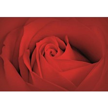 Prowall Poster Duvar Kağıdı 560 8 Parça (3.68MT x 2.54MT)
