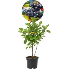 Fidan Sepetim 10 Adet Nero Aronia Berry Fidanı Paketi
