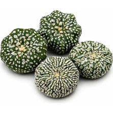 Variegataseeds Astrophytum Asterias Super Kabuto 1 Adet
