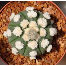 Variegataseeds Astrophytum Asterias Ooibo ( Saksısız)