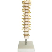 EgeAnatomi Maketleri Torakal Omurga (Vertebra) Modeli