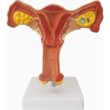 EgeAnatomi Maketleri Uterus Modeli - Uterus Maketi