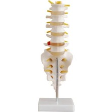 EgeAnatomi Maketleri Lumbar Vertebra (Sakrum Koksiks ve Fıtıklı) Modeli