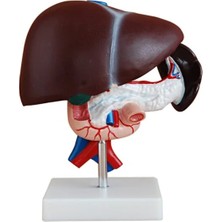 EgeAnatomi Maketleri Karaciğer Pankreas ve Duodenum Modeli 3 Parça