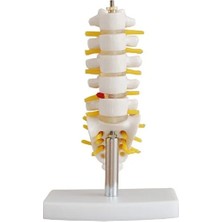 EgeAnatomi Maketleri Lumbar Vertebra Modeli Küçük Boy