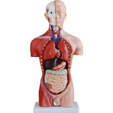 EgeAnatomi Maketleri Insan Organ Maketi - Insan Anatomi Maketi, Erkek - 42 cm - 13 Parçalı