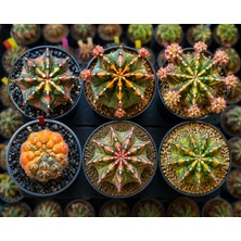 Variegataseeds Renkli Kaktus Gymnocalycium Mihanovichii Kaktüs 1 Adet (Açıklamayı Oku)