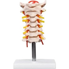 EgeAnatomi Maketleri Boyun Arter ile Servikal Vertebral Kolon Modeli