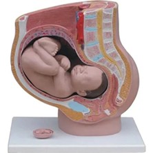 EgeAnatomi Maketleri Kadın Pelvis Modeli 4 Parça, Kadın Pelvis Maketi