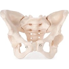 EgeAnatomi Maketleri Kadın Pelvis Modeli  Kadın Pelvis Maketi