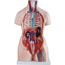 EgeAnatomi Maketleri Çift Cinsiyetli Insan Anatomi Maketi - Torso Modeli - 85CM, 40 Parçalı