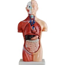 EgeAnatomi Maketleri Sexless (Cinsiyetsiz) Torso Modeli 42 cm 18 Parça