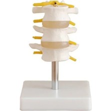 EgeAnatomi Maketleri Lumbar Vertebra Modeli 3 Omurlu
