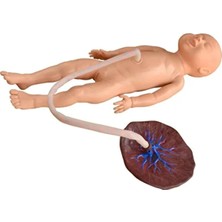 EgeAnatomi Maketleri Fetal Dolaşım Maketi  Plasentalı Bebek Maketi