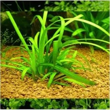 Sagittaria Subulata, Saksıda Canlı Bitki, Su Bitkisi