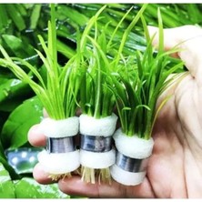 1 Bağ 2-4 Kök Akvaryum Bitkisi - Sagittaria Subulata