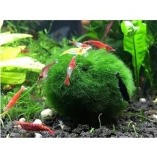 Yosun Topu, Karidesler Için Ideal, 3-4 cm