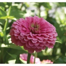 Pembe Zinnia Kirli Hanım Tohumu - Dev Çiçekli, Uzun Boylu - 5 Tohum