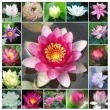 10 Adet Karışık Renkte Lotus Tohumu - Nilüfer Tohumu Seti