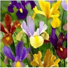 20 Adet Golden Beauty Iris Süsen Karışık Renkli Soğanı