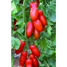 Cekar Store San Marzano Domates Tohumu / 10+ Adet Tohum