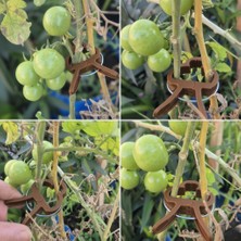 Dme Flora Bitki Bağlama Destek Mandalı 25 Adet Küçük Boy