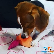 Ala Store Pawise Peluş Oyuncak - Orange