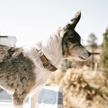 Ala Store Naylon Ördek Köpek Tasması, Deniz Mavisi, Büyük