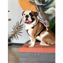 Ala Store ,çantalı Göğüs Tasması, Köpek Sırt Çantası – 2’si 1 Arada Göğüs Tasması Fonksiyonlu, Ayarlanabilir, Küçük & Büyük Irklar Için,paws, Small