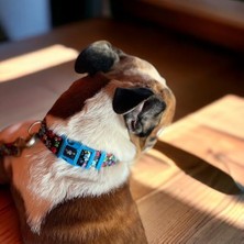 Ala Store Köpek Boyun Tasması – Geri Dönüştürülmüş, Ayarlanabilir, Emniyet Tokalı – Küçük ve Büyük Irklar Için – Tüy Toplamaz, Yıkanabilir, Airtag & Isimlik Uyumlu, Renkli Pati,small (2 Paketi)