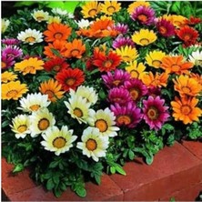 Cekar Store Tohum Dünyam 10 Adet Gazania Mix Flower Tohumu