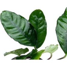 Ala Store Anubias Coffeefolia Compact Saksı Canlı Bitki