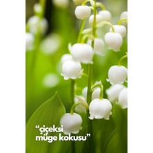 Ala Store Alya 's Scents Lilly Of The Valley - Müge Çiçeği Oda Kokusu Yedek Makine Spreyi 250 ml