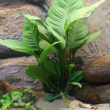 Ala Store Anubias Heterophylla Mini In 200CC