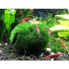 Esranın Dünyası Hayatist 1 Adet Moss Ball Özelikle Karideslerinizi Bu Yosun Topunu Çok Sevecek 3-4 cm