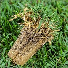 Esranın Dünyası Zoysia Japonica Çim Fidesi, Sağlıklı ve Dayanıklı
