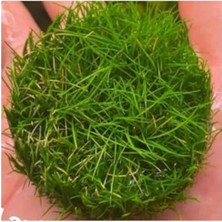 Esranın Dünyası Canlı Bitki, Mini Parvula In Vitro Cup, Akvaryum Için