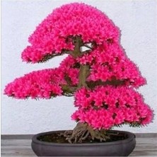 Esranın Dünyası 10 Adet Japon Sakura Bonsai Ağacı Tohumu