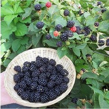 Esranın Dünyası Verimli Aroması Yüksek Boysenberry Böğürtlen Fidanı