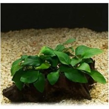 Esranın Dünyası Anubias Barteri Var 5-6 Yapraklı Kök Canlı Bitki