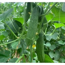 Esranın Dünyası Kara Acur Tohumu - 5 Gram