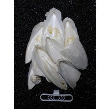 Esranın Dünyası Iri Parçalı Kırık Mürekkep Balığı (Kalamar) Kemiği 100 gr + Tutacak