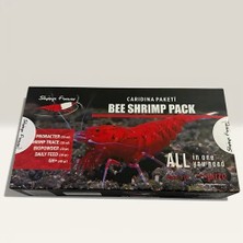 Shrimpsforever Caridina Sp Starter Pack